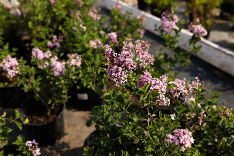 Varför blommar inte mina syrener? Felsökning och skötseltips 