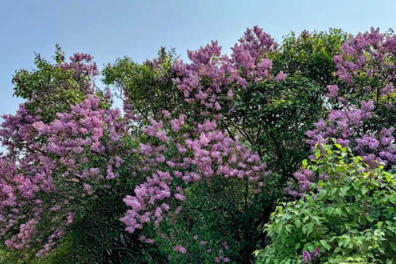 Varför blommar inte mina syrener? Felsökning och skötseltips 