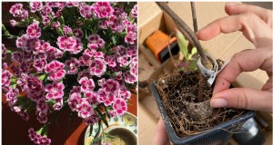 多年生植物の購入ガイド:よくある間違いを避け、健康な植物を選択してください 