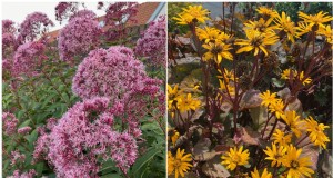 Beste hoge bloemen voor privacyschermen:maandenlange bloeiende schoonheid 