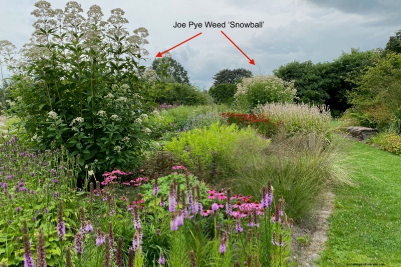Beste hoge bloemen voor privacyschermen:maandenlange bloeiende schoonheid 