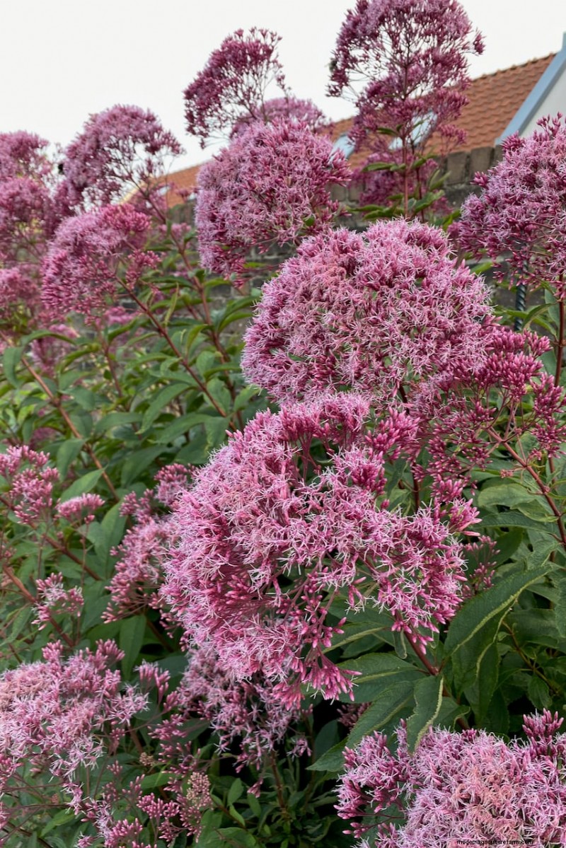 Beste hoge bloemen voor privacyschermen:maandenlange bloeiende schoonheid 