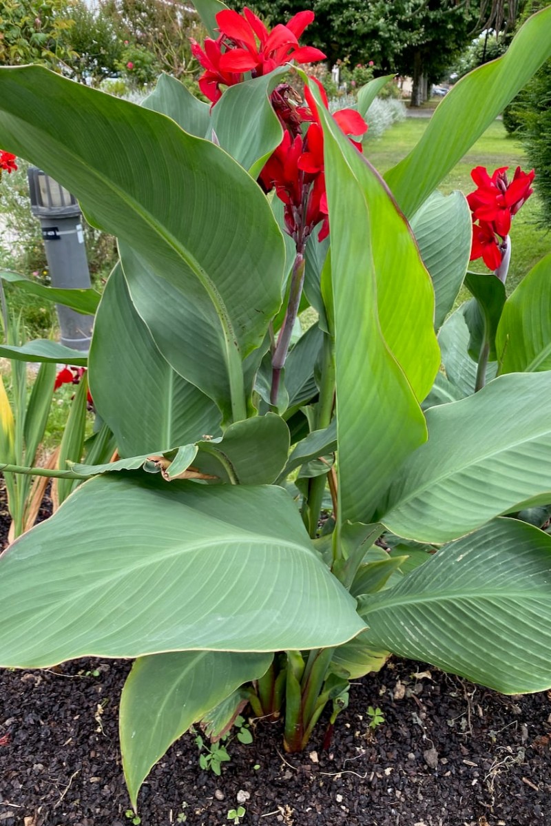 Beste hoge bloemen voor privacyschermen:maandenlange bloeiende schoonheid 