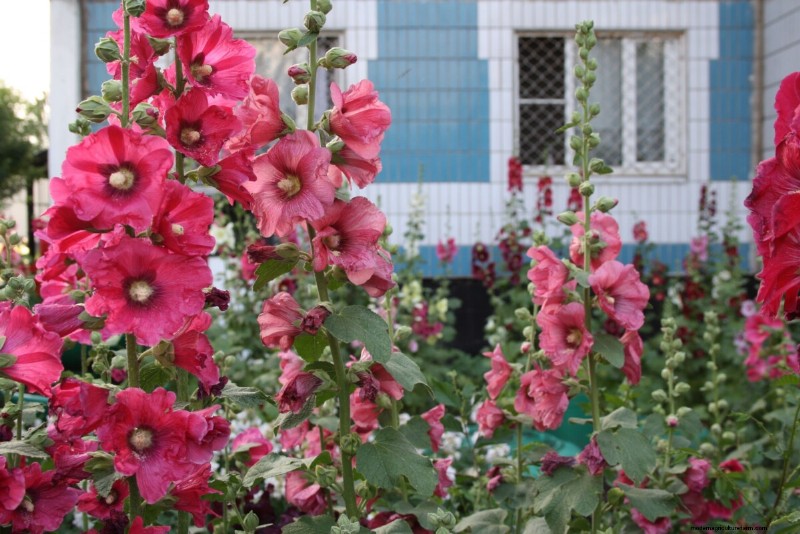 Beste hoge bloemen voor privacyschermen:maandenlange bloeiende schoonheid 