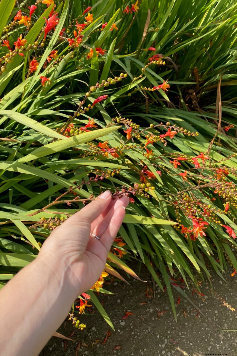 Beste hoge bloemen voor privacyschermen:maandenlange bloeiende schoonheid 
