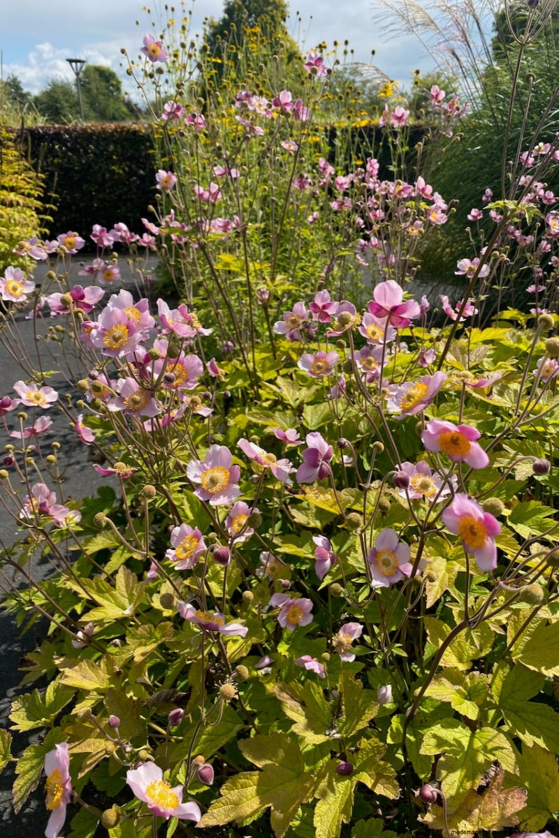 Beste hoge bloemen voor privacyschermen:maandenlange bloeiende schoonheid 