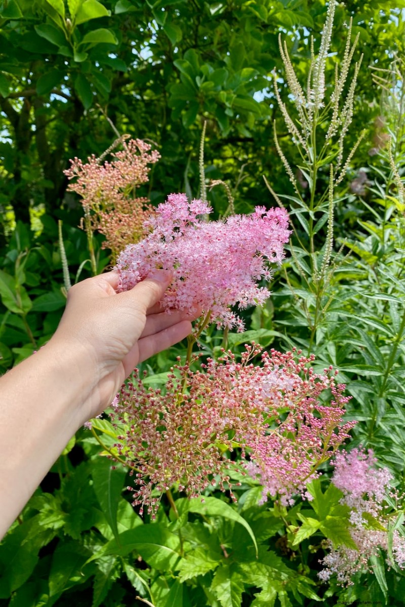 Beste hoge bloemen voor privacyschermen:maandenlange bloeiende schoonheid 