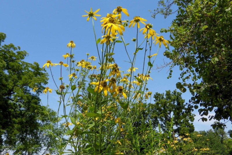 Beste hoge bloemen voor privacyschermen:maandenlange bloeiende schoonheid 