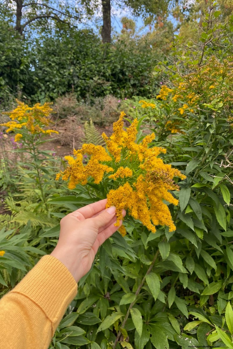 Beste hoge bloemen voor privacyschermen:maandenlange bloeiende schoonheid 