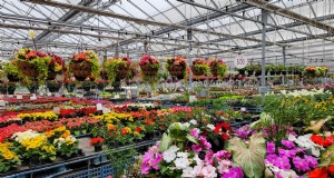 Vermeiden Sie diese häufigen Fehler in Ihrem örtlichen Gartencenter 