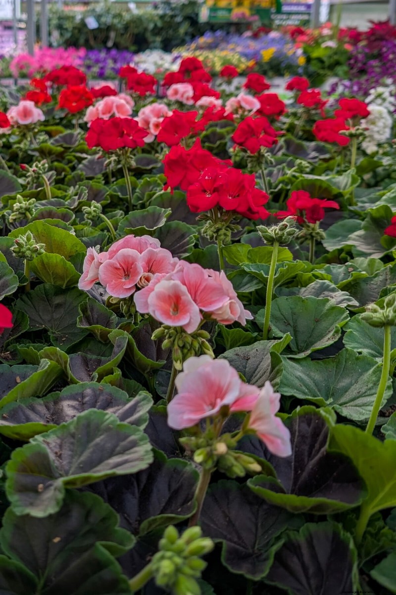 Evita questi errori comuni nel tuo Garden Center locale 