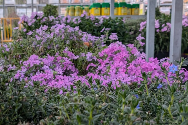 Evita questi errori comuni nel tuo Garden Center locale 