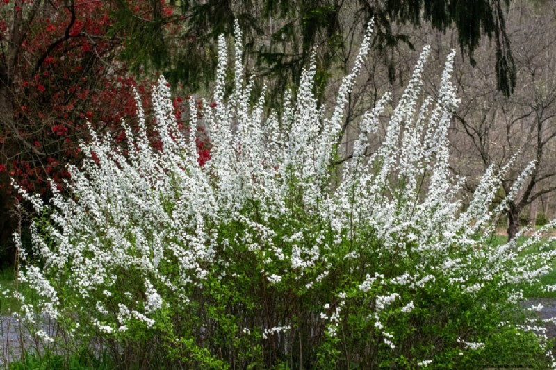 Cura della ghirlanda nuziale Spirea:consigli essenziali per uno splendido giardino 