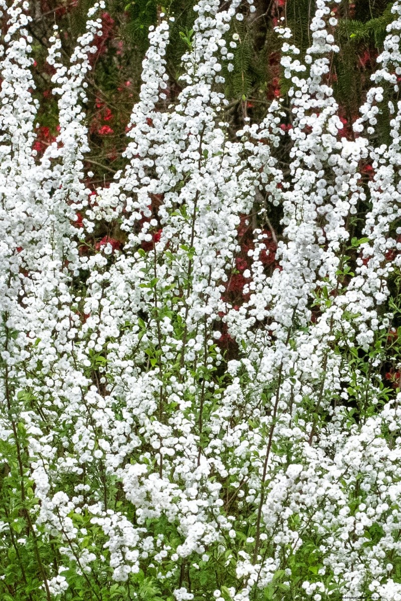 Cura della ghirlanda nuziale Spirea:consigli essenziali per uno splendido giardino 