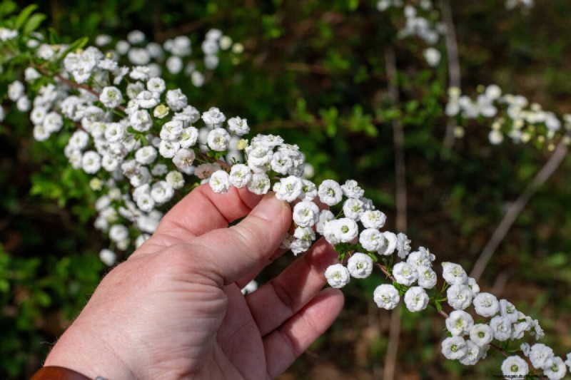 Cura della ghirlanda nuziale Spirea:consigli essenziali per uno splendido giardino 