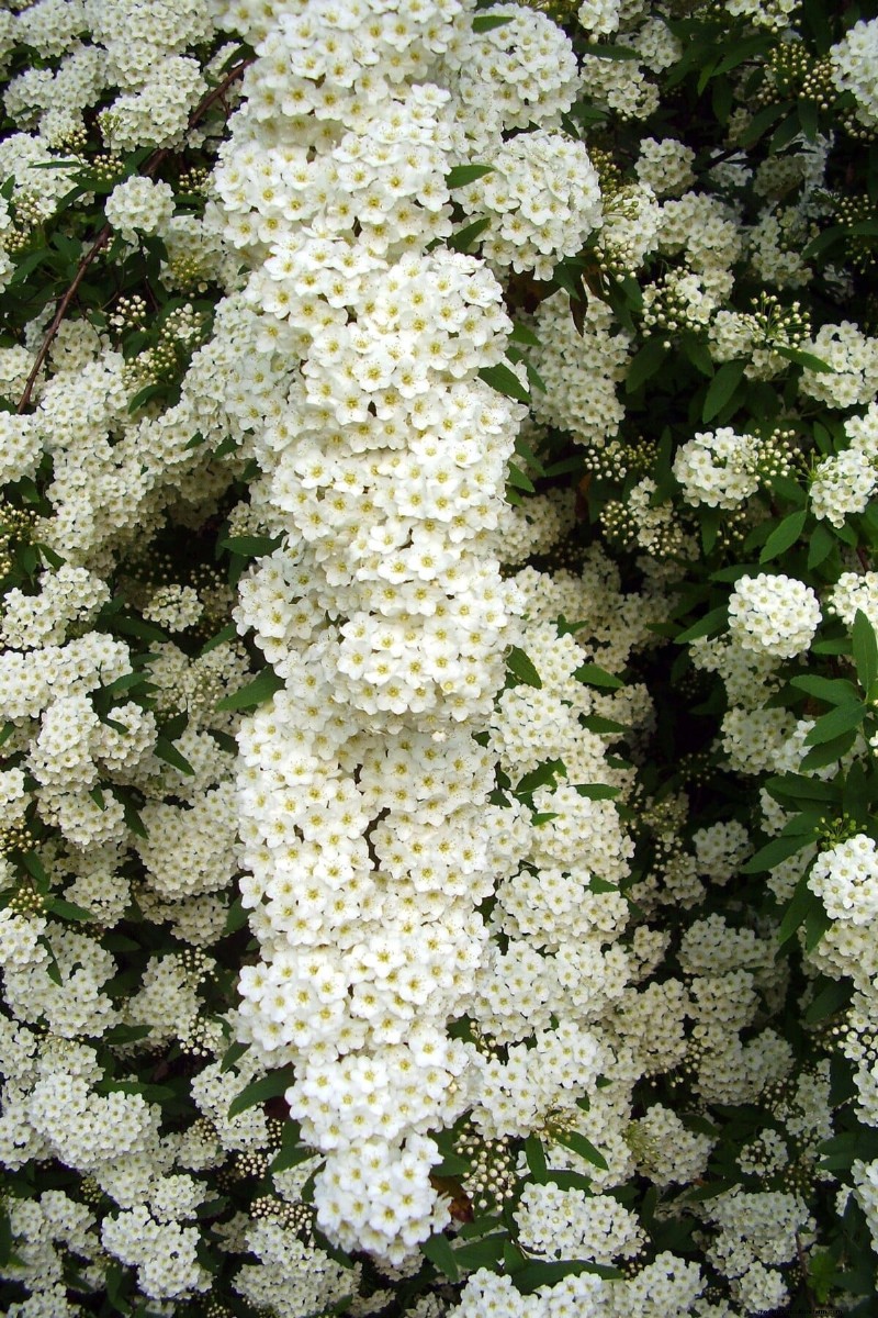 Cura della ghirlanda nuziale Spirea:consigli essenziali per uno splendido giardino 