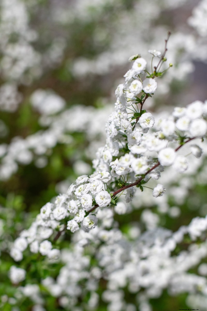 Cura della ghirlanda nuziale Spirea:consigli essenziali per uno splendido giardino 