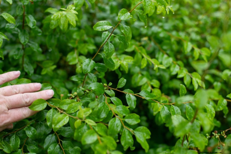 Cura della ghirlanda nuziale Spirea:consigli essenziali per uno splendido giardino 
