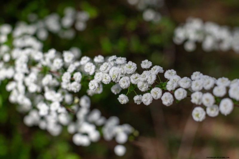 Cura della ghirlanda nuziale Spirea:consigli essenziali per uno splendido giardino 