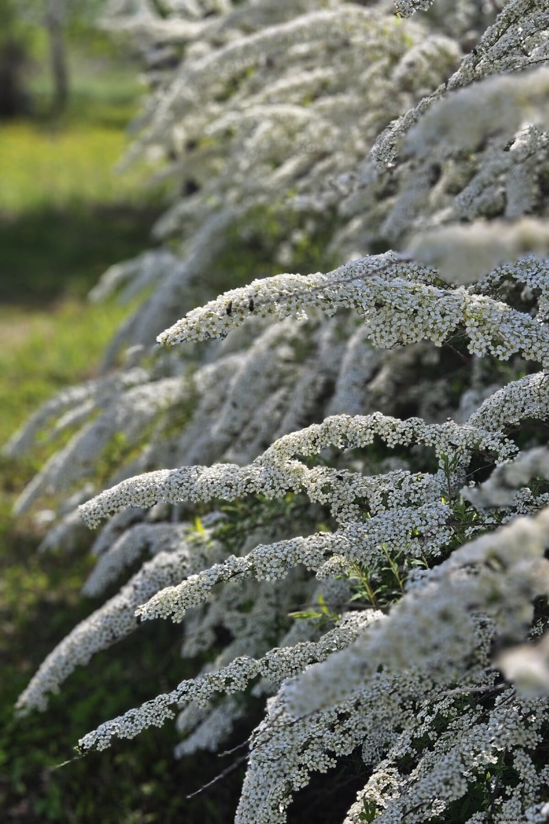 Cura della ghirlanda nuziale Spirea:consigli essenziali per uno splendido giardino 
