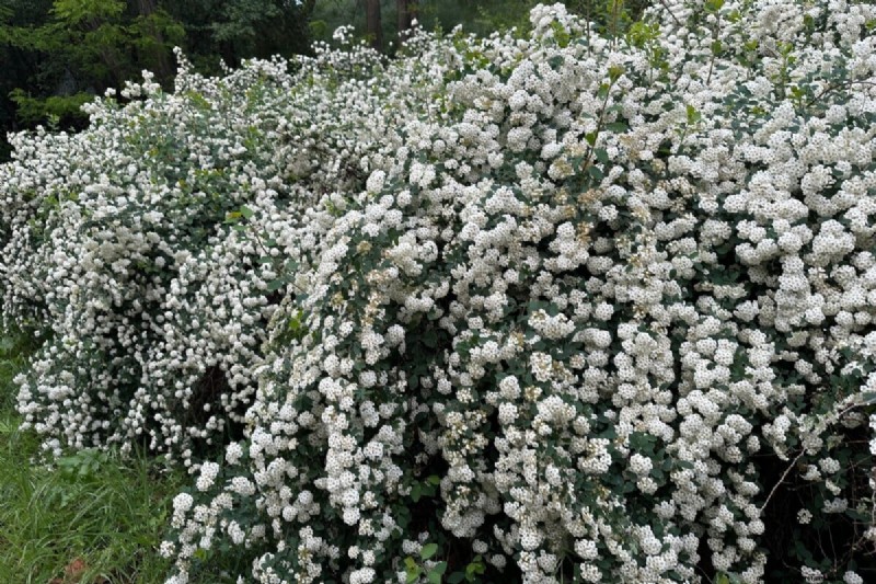 Cura della ghirlanda nuziale Spirea:consigli essenziali per uno splendido giardino 