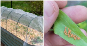 Bescherm uw tuin:strategieën voor ongediertepreventie in de lente 