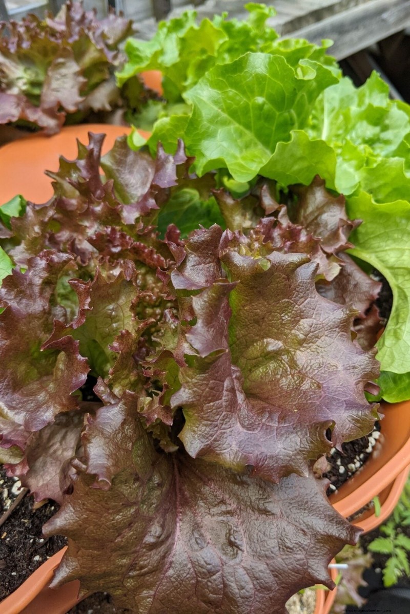 Schützen Sie Ihren Garten:Strategien zur Schädlingsprävention im Frühjahr 