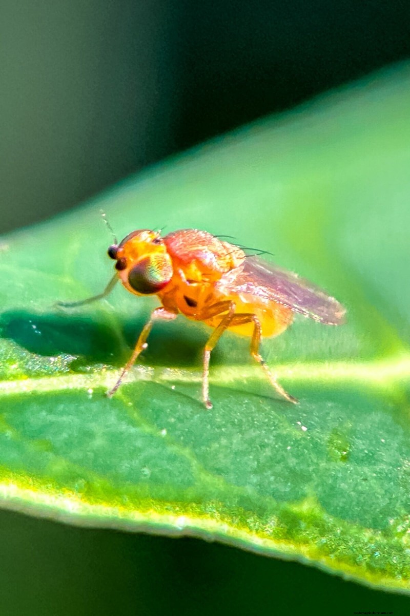 Schützen Sie Ihren Garten:Strategien zur Schädlingsprävention im Frühjahr 