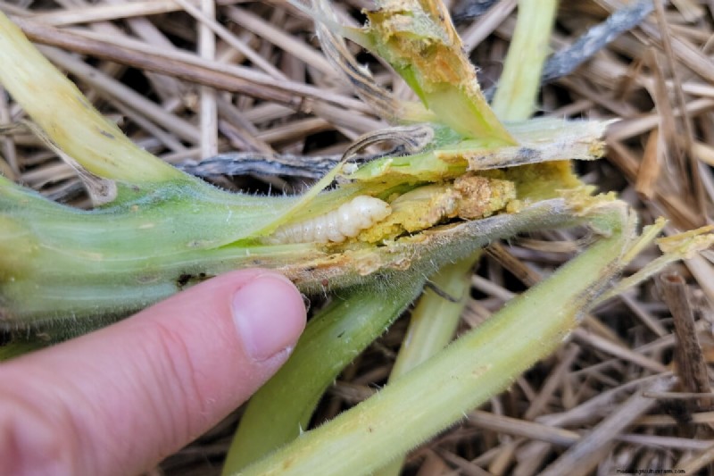 Schützen Sie Ihren Garten:Strategien zur Schädlingsprävention im Frühjahr 