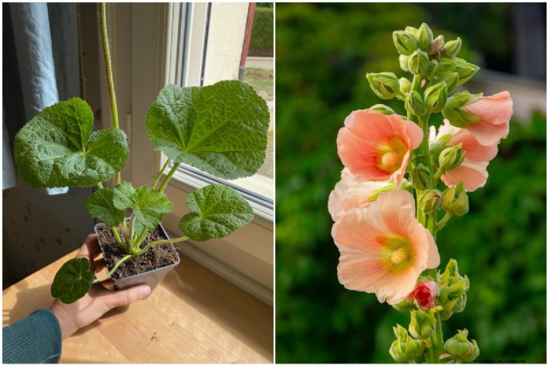 Piantagione di aprile:15 fiori per un vivace giardino estivo 