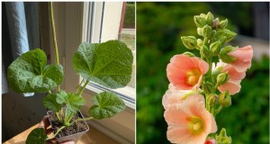 Planten in april:15 bloemen voor een levendige zomertuin 