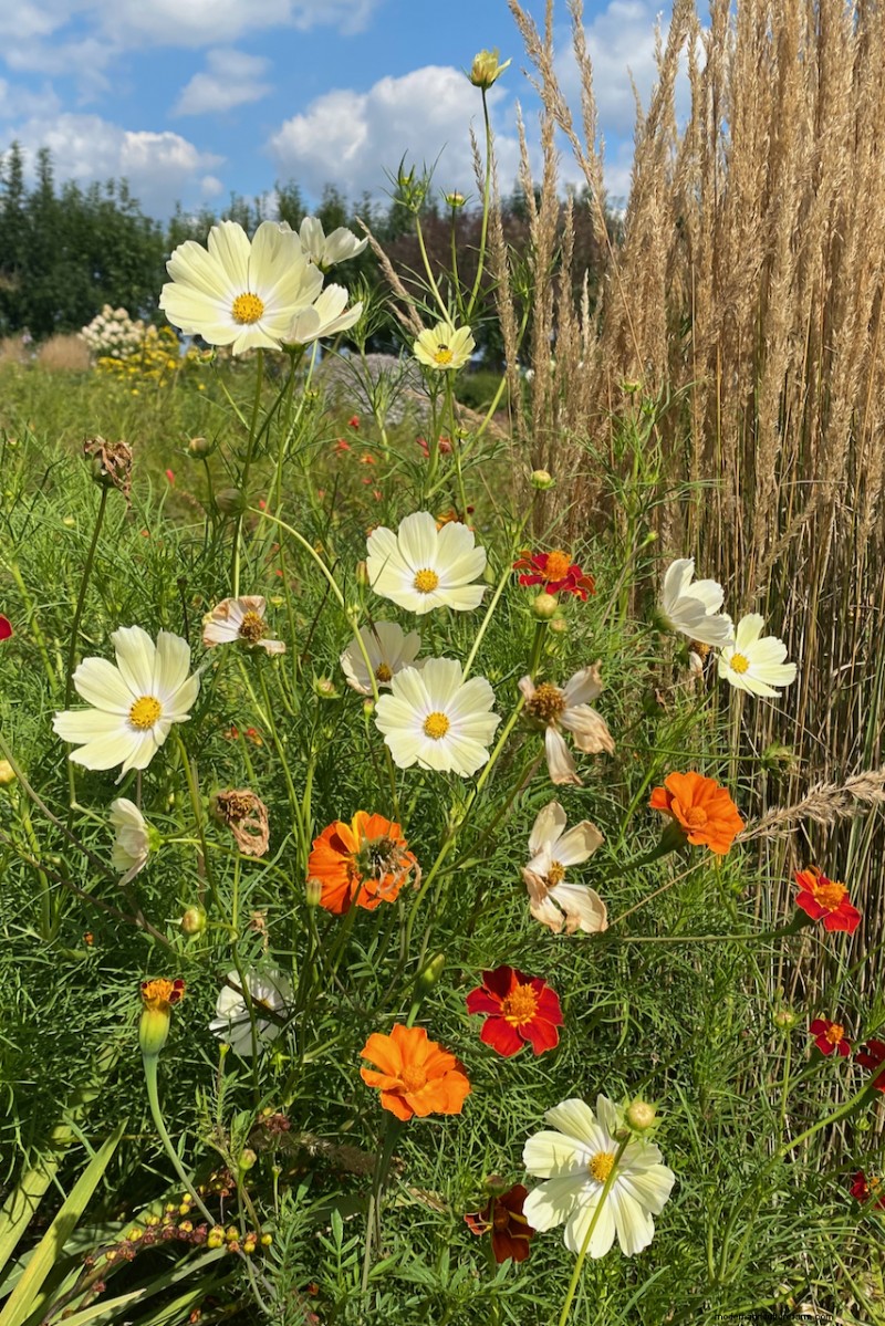 Piantagione di aprile:15 fiori per un vivace giardino estivo 