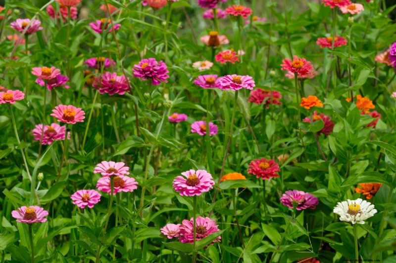 Piantagione di aprile:15 fiori per un vivace giardino estivo 