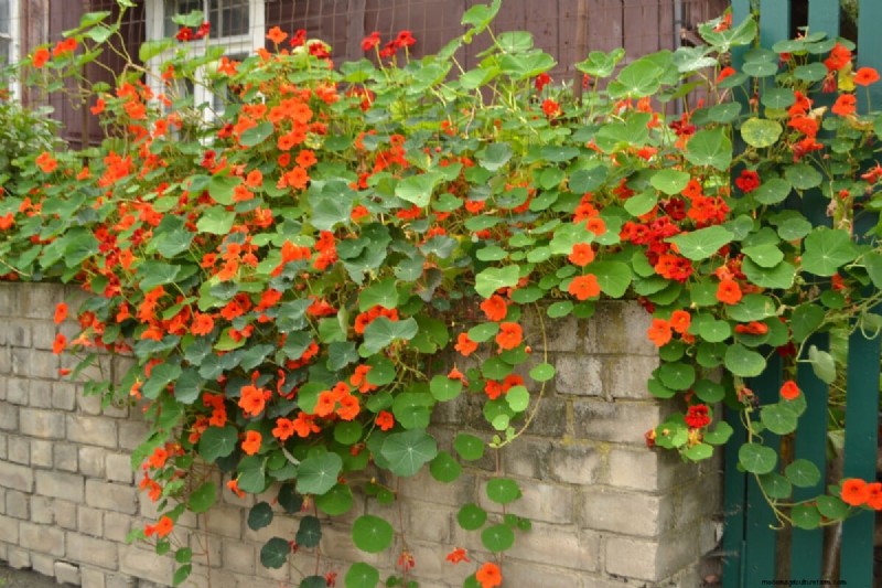 Piantagione di aprile:15 fiori per un vivace giardino estivo 