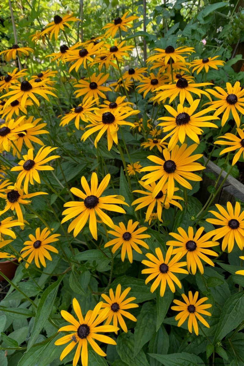 Piantagione di aprile:15 fiori per un vivace giardino estivo 