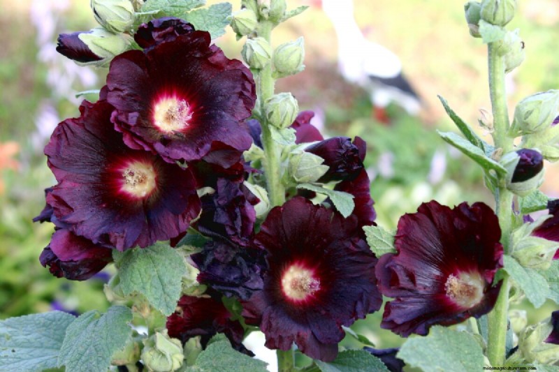 Piantagione di aprile:15 fiori per un vivace giardino estivo 