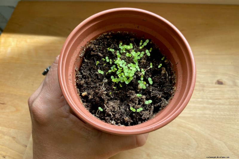 Piantagione di aprile:15 fiori per un vivace giardino estivo 