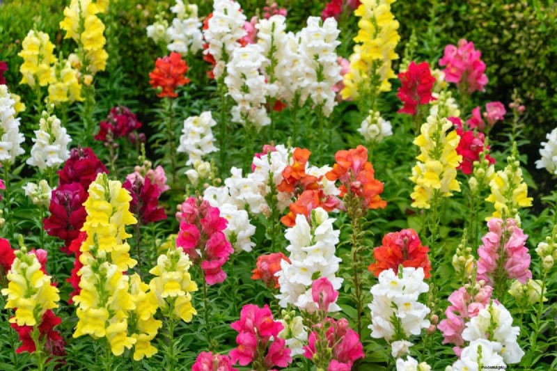 Piantagione di aprile:15 fiori per un vivace giardino estivo 