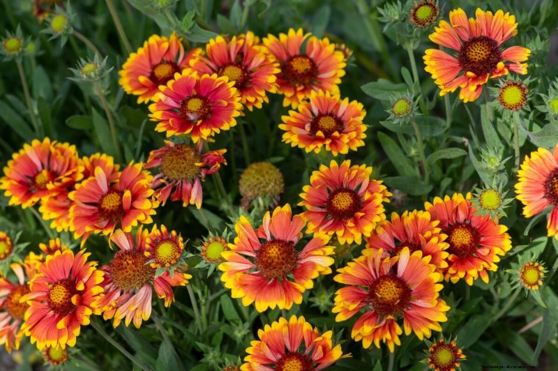 Piantagione di aprile:15 fiori per un vivace giardino estivo 