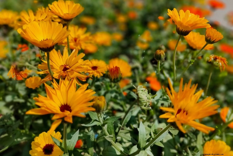 Piantagione di aprile:15 fiori per un vivace giardino estivo 