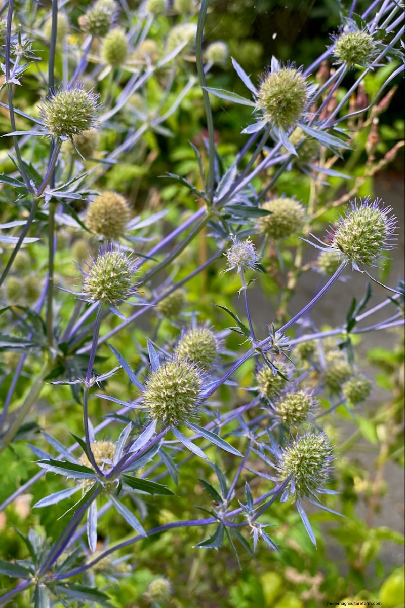 Piantagione di aprile:15 fiori per un vivace giardino estivo 