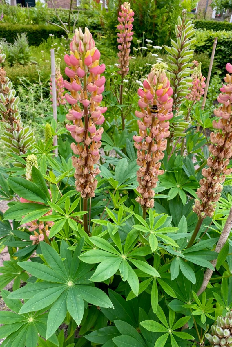 Piantagione di aprile:15 fiori per un vivace giardino estivo 
