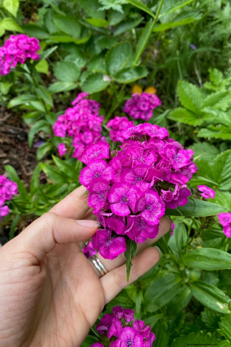 Piantagione di aprile:15 fiori per un vivace giardino estivo 