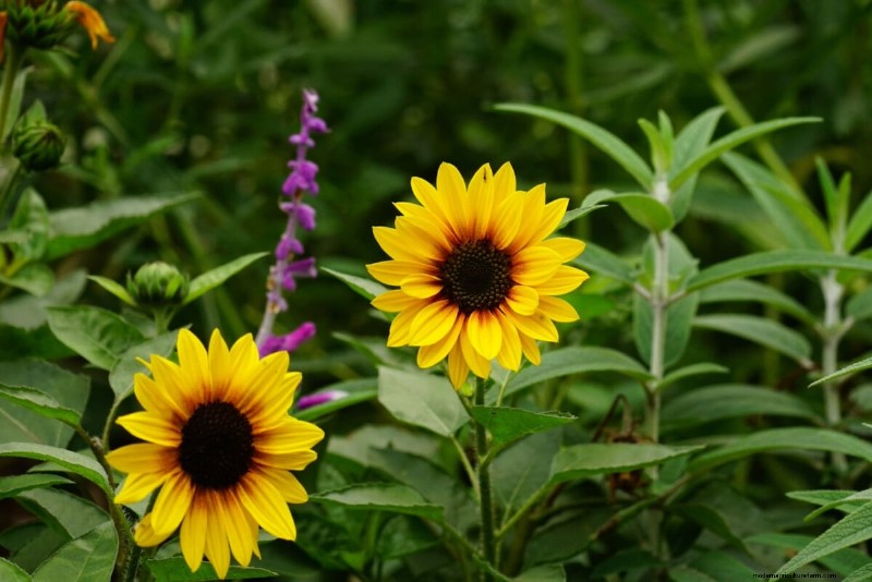 Piantagione di aprile:15 fiori per un vivace giardino estivo 