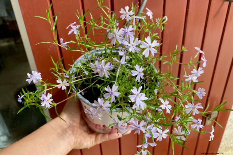 Piantagione di aprile:15 fiori per un vivace giardino estivo 