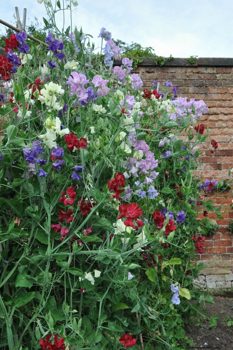 Piantagione di aprile:15 fiori per un vivace giardino estivo 