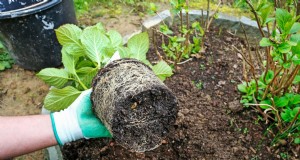 Gids voor het planten van struiken:essentiële overwegingen voor tuinsucces 