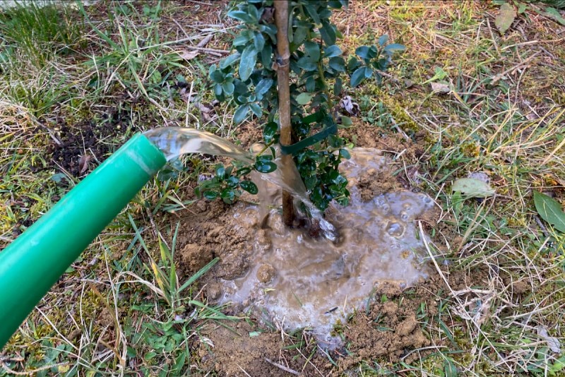 Panduan Menanam Semak:Pertimbangan Penting untuk Kesuksesan Kebun 