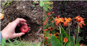 Bulbos de primavera para una explosión de color veraniego:17 variedades para plantar ahora 