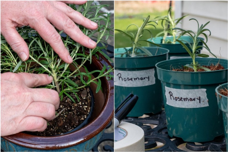 Perbanyak Rosemary dari Stek:Panduan Sederhana untuk Tukang Kebun 